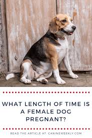 What Length Of Time Is A Female Dog Pregnant Dog Gestation Period Dog Gestation Pregnant Dog Whelping Puppies Dogs