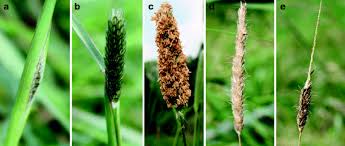 Pour comprendre, il faut connaître quelques principes de base de l'échelle bbch. A Comparison Of Methods To Estimate Seasonal Phenological Development From Bbch Scale Recording Springerlink