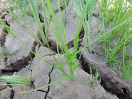 Image result for Courtoisina cyperoides