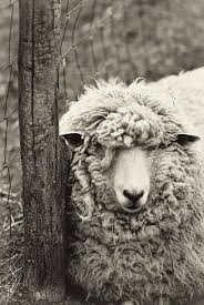 Black And White Sheep Picture Sheep Photography Black And White Print Monochromatic Art Animal Photograph Nature Print Wall Art Wall Hanging Animals Sheep Art Animals Beautiful