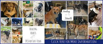 In addition to pet adoptions, we provide extensive medical care for our animals, a foster program, a pet food pantry, a surrender prevention program, education to pet parents and volunteer. Spca Of East Texas
