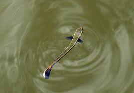 Image result for Cribbia