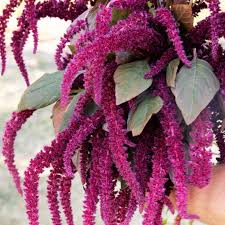 Image result for Amaranthus