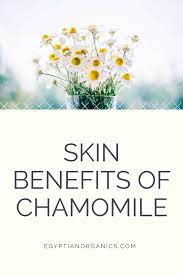Chamomile As A Powerful Skin Elixir How To Incorporate It Into Your Skin Care Routine Earth Dweller Daily Natural Skin Care Organic Skin Care Recipes Organic Skin Care