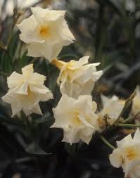 Image result for Nerium oleander