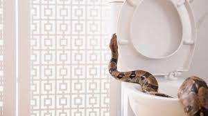 Apalagi bila ular tsb ada di rumah yang seharusnya rumah menjadi tempat yang paling nyaman dan aman. Inilah Cara Mencegah Ular Masuk Rumah Dan Pertolongan Pertama Digigit Ular
