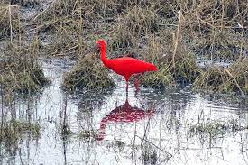 Maybe you would like to learn more about one of these? Fotografe Adrie Legt Exotische En Knalrode Ibis Vast Vogel Moet Wel Ergens Zijn Ontsnapt Rivierenland Ad Nl
