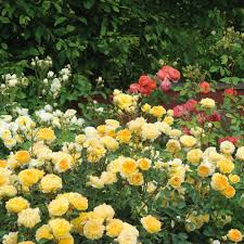 Maybe you would like to learn more about one of these? Teasing Georgia Most Fragrant Popular Searches English Roses Climbing Roses Garden Flowers Perennials