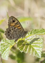 Is it a pest in your home or garden? Sussex Butterfly Conservation On Twitter 3rd Brood Of Wall Brown Butterflies Now On The Wing In Sussex See Website For Details Of This Recent Sighting In Seaford B Eade Https T Co Q9omf4gw62
