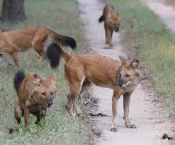 A pack of indian wild dogs is challenging a powerful indian bison in the wild but the number does not always makes the power! Wild Dogs Make An Appearance In Pench National Park Where To Next