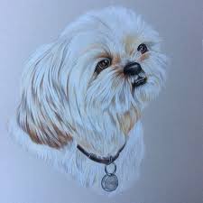 George Faber Castell Polychromos On Grey Pastel Paper A3 Painted By Tracy Brock Kopek