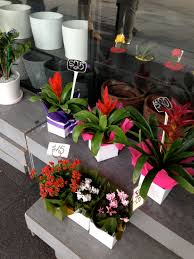 Where can i find cheap flowers. Where Are Sydney S Cheapest Flowers Sydney