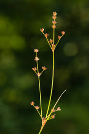 Image result for Juncus exsertus