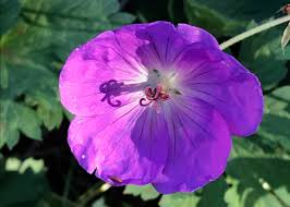Image result for Geranium sanguineum Max Frei