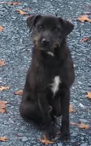 Black and white terrier mix. Found Dog Black And White Terrier Mix In West End Doubs Chapel Rd Pets Thepilot Com