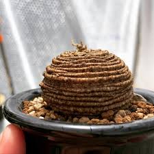 Image result for Trochomeria polymorpha