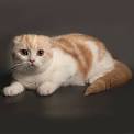 Scottish Fold Breeders - The International Cat Association