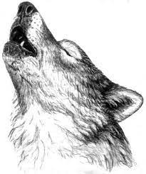 Heritage Perspectives Wolves Then And Now Wolf Drawing Wolf Sketch Howling Wolf Tattoo