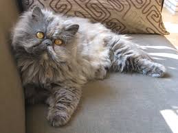 Cat exotic copper eyed white. Pin On Cats