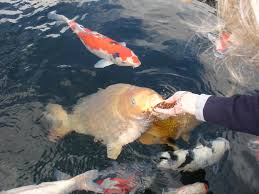 Best Temperatures To Feed Koi Fish