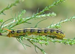 Four species of tent caterpillars occur in colorado. Caterpillars And Moths Plants And Animals Of Northeast Colorado