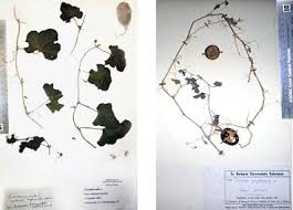 Image result for Cucumis prophetarum