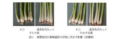 遠赤色光カットフィルムを用いた葉ネギの葉鞘基部肥大抑制効果