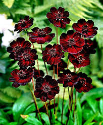 Pin On Flower Photo