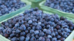 Anatomy of a Food Trend: Are Wild Maine Blueberries the Next Big Thing? -  Eater
