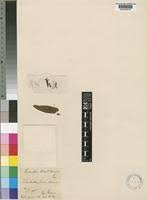 Image result for Englerina woodfordioides