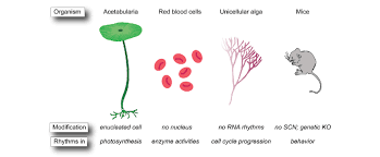 For example, the red blood cells (rbcs) present in human blood. Post Translation Oscillators Without Transcription Translation Feedback Download Scientific Diagram