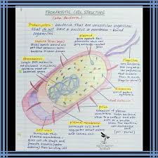 Cell Structure And Function Interactive Science Notebook Biology Classroom Science Notes