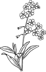 Free Image On Pixabay Flower Garden Plant Flower Drawing Flower Tattoos Flower Sketches
