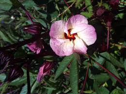 Makes for a nice change especially if not drinking champagne, and surprises your guests. Hibiscus A Tasty Addition To Your Edible Landscape Or Garden Tyrant Farms