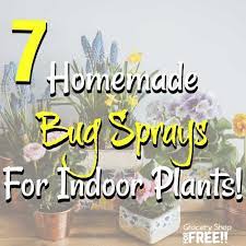 Jul 29, 2019 · homemade or diy bug sprays are a popular alternative to synthetic bug repellents. 7 Homemade Bug Sprays For Indoor Plants