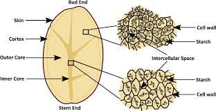 We did not find results for: A Large Scale Optical Microscopy Image Dataset Of Potato Tuber For Deep Learning Based Plant Cell Assessment Scientific Data