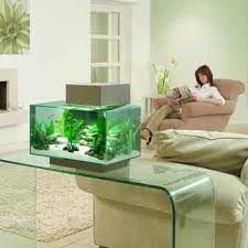 Adjusting to a new home is difficult. Pin On Fluval Edge Aquarium