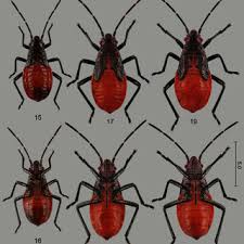 Check spelling or type a new query. A Female Of Jadera Haematoloma Attacking A Female Of Leptocoris Augur Download Scientific Diagram