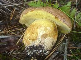 Image result for Boletus speciosus