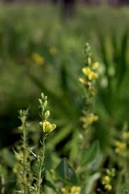 Image result for Indigofera simplicifolia