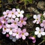 Pdb per kapita as adalah yang terbesar keenam di dunia pada 2010. 8 Jenis Flora Di Amerika Serikat Yang Langka Dan Unik Ilmugeografi Com