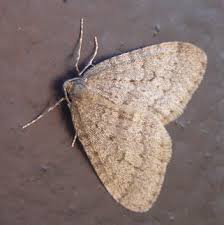 Image result for Operophtera brumata