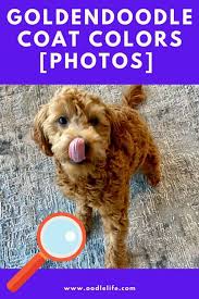 Goldendoodle puppies for sale in the uk. What Color Are Goldendoodles With Photos Coat Color Guide Oodle Life