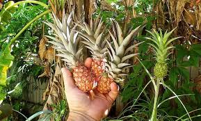Dwarf Pineapples Pineapple Plant Care Pineapple Planting Growing Pineapple