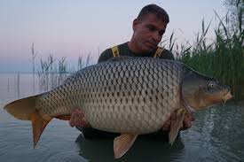 A víz hőmérséklete sekély mélysége folytán gyorsan követi a. Keen Carp Am Balaton Mission 50 Carpzilla Dein Karpfen Portal