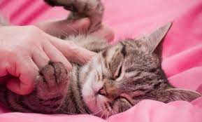 Why You Should Massage Your Cat Stay N Play Pet Ranch