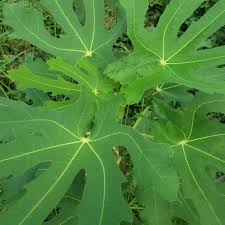 イチジク 無花果 の葉っぱが食べられるらしいから食べてみた 野草 雑草を食べるブログ