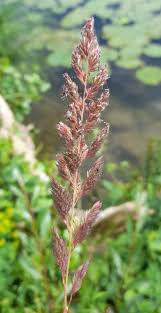 Image result for Phalaris