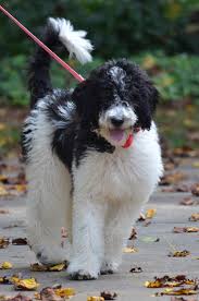 Black And White Parti Aussiedoodle Parti Goldendoodle F1b Rosey Goldendoodle White Goldendoodle Cute Dogs