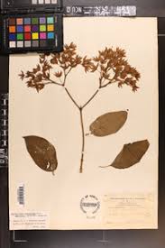 Image result for Clerodendrum umbellatum